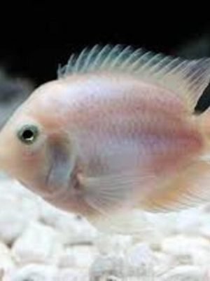 Papagaio Polar White 3-4cm