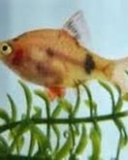 Barbo Sumatra Red 2-4cm