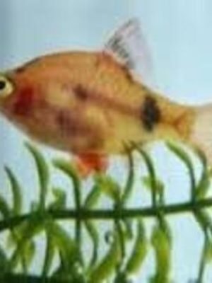 Barbo Sumatra Red 2-4cm