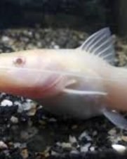 Jundiá Albino 2-4cm