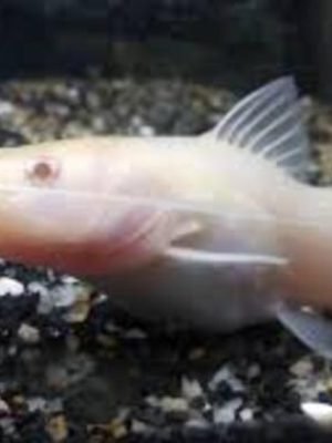 Jundiá Albino 2-4cm