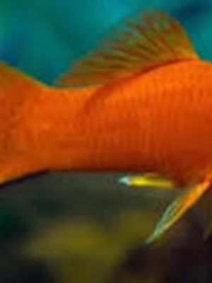 Espada Laranja 2-5cm