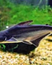 Pangasius 6-9cm