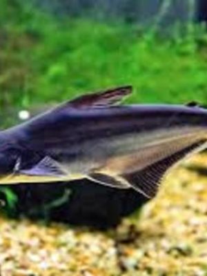Pangasius 6-9cm