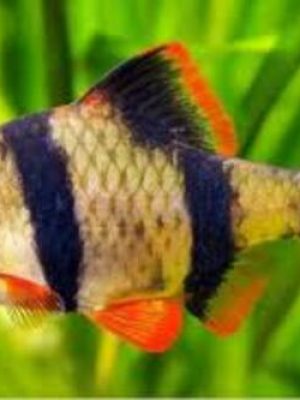 Barbo Sumatra 2-4cm