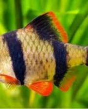 Barbo Sumatra 2-4cm Barbo Sumatra 2-4cm