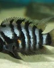 Acará do Congo 3-6cm