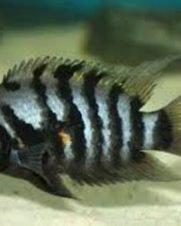 Acará do Congo 3-6cm