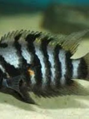 Acará do Congo 3-6cm