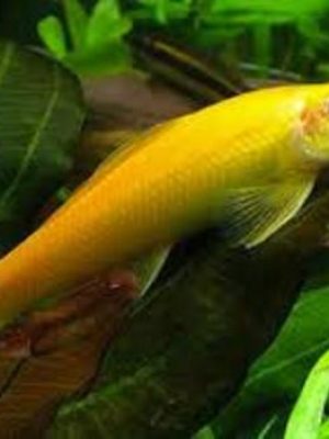 Algae Eater Albino 3-5cm