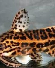 Bagre Onça 3-6cm Bagre Onça 3-6cm