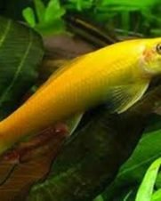 Algae Eater Gold 3-6cm