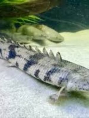 Polypterus Endlicheri