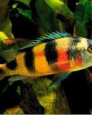 Zebra Obliquidens 3-6cm