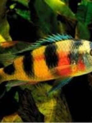 Zebra Obliquidens 3-6cm