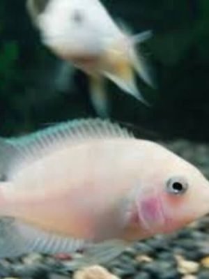 Acará do Congo Branco 3-6cm