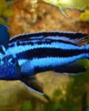 Auratus Azul 3-6cm