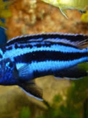 Auratus Azul 3-6cm