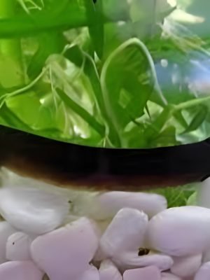 Cobrinha Kuhli Black 4-5cm