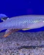 Killifish Panchax Casal 2-4cm Killifish Panchax Casal 2-4cm
