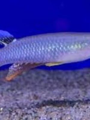 Killifish Panchax Casal 2-4cm