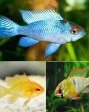Ramirezi Trio 1 Eletric Blue 1 Gold 1 Comum 2-4cm