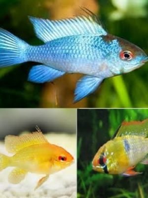 Ramirezi Trio 1 Eletric Blue 1 Gold 1 Comum 2-4cm