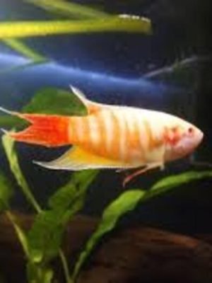 Paraíso Albino 3-5cm