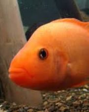 Red Devil 12-14cm Red Devil 12-14cm