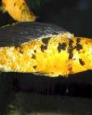 Molinesia Tigre 2-4cm