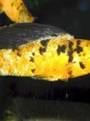 Molinesia Tigre 2-4cm