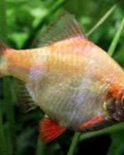 Barbo Sumatra Albino 2-4cm