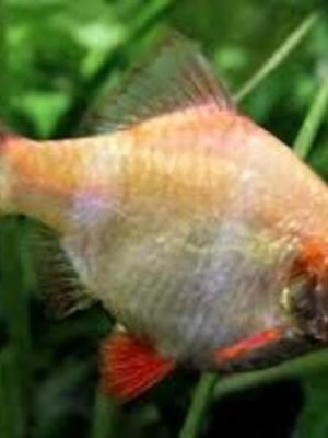 Barbo Sumatra Albino 2-4cm