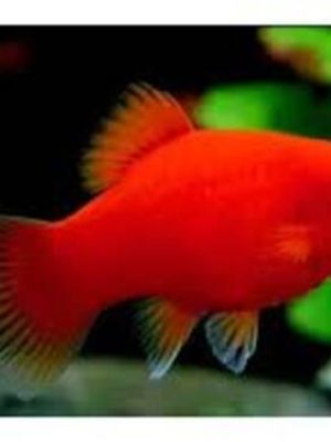 Plati Ruby 2-4cm