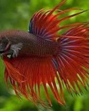 Betta Macho Clautei 3-5cm