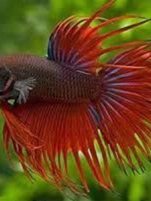 Betta Macho Clautei 3-5cm