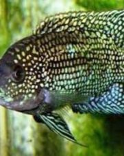 Jack Dempsey Jack Dempsey