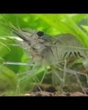 Camarão Pitu 2-4cm Camarão Pitu 2-4cm