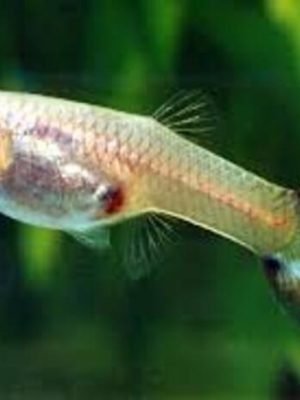 Lebiste Fêmea 2-4cm