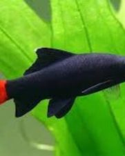 Labeo Bicolor 4-6cm