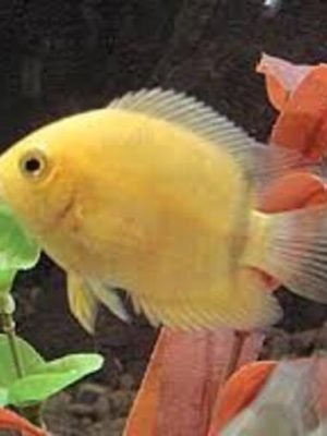 Acara Severum Gold 3-6cm