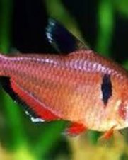 Tetra Mato Grosso 1-3cm