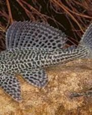 Cascudo Abacaxi 5-8cm