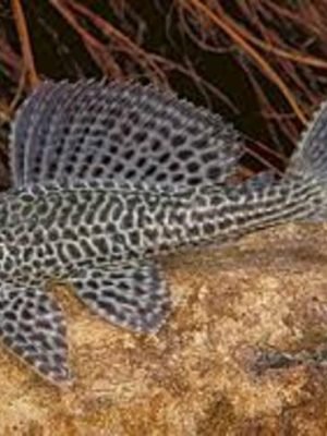 Cascudo Abacaxi 5-8cm