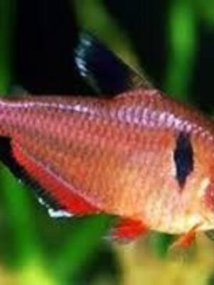 Tetra Mato Grosso 1-3cm