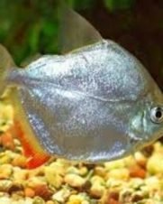 Pacu Prata 3-6cm