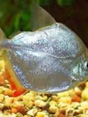 Pacu Prata 3-6cm
