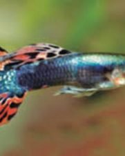 Lebiste Macho 2-4cm