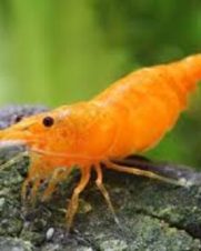 Camarao Neocaridina Camarao Neocaridina