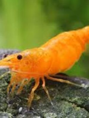 Camarao Neocaridina
